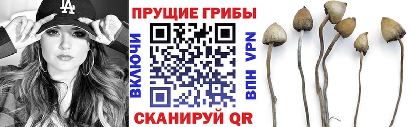 Галлюциногенные грибы ЛСД  дарнет шоп  blacksprut маркетплейс  Рошаль 